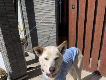ポーズこんな感じで良いかなぁ〜⁉️
ちょつた眩しいけど🐶🩵🩷🩵🩷🩵
