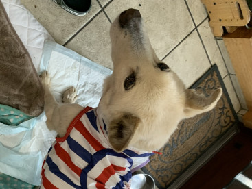 僕の初レインコートデビュー🐶🩵🩵🩵🩵