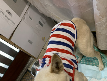 雨の時，これ着て散歩するんだね
嬉しいなぁ〜🐶ありがとう🐶