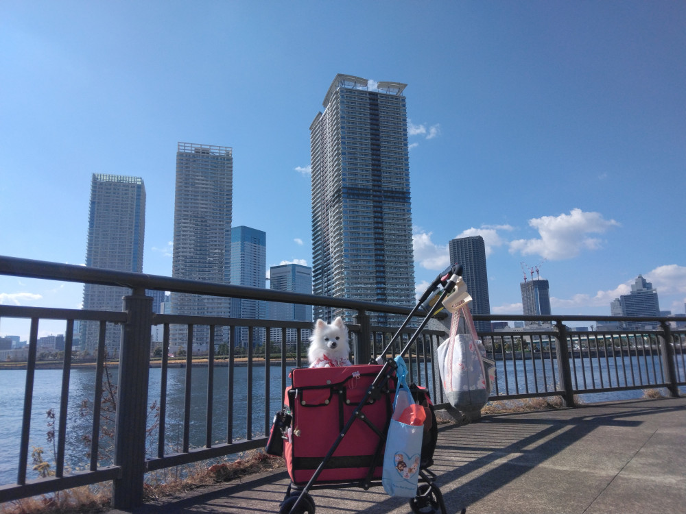 海がみたいの…なのなの⛵
都会の海を見てきまちた(*^-^*)