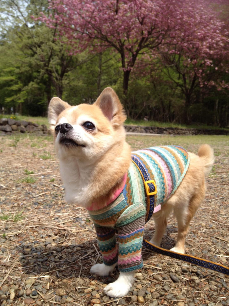 ママとトミちゃんとお花見🌸だよ
いっぱい遊んだよ🐶
楽しいかったね。ママ💕💕