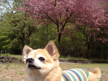 ママとトミちゃんとお花見🌸だよ
いっぱい遊んだよ🐶
楽しいかったね。ママ💕💕