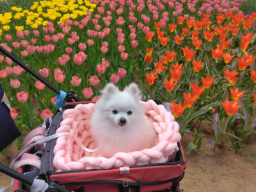 ちぅりっぷ🌷
ひたち海浜公園に行って来まちた🌷