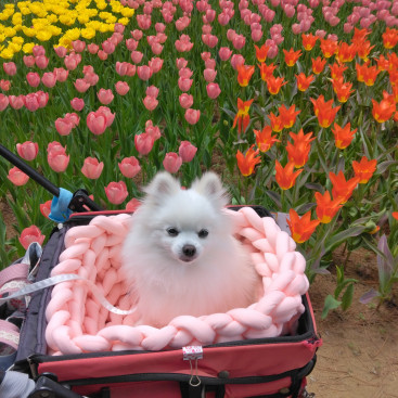 ちぅりっぷ🌷
ひたち海浜公園に行って来まちた🌷