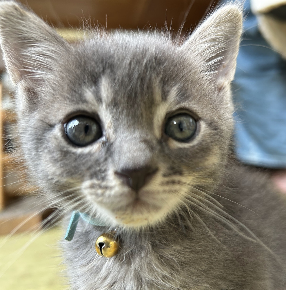 我が家に新顔が来ました!
生後1ヶ月くらいの男子です(=^・^=)