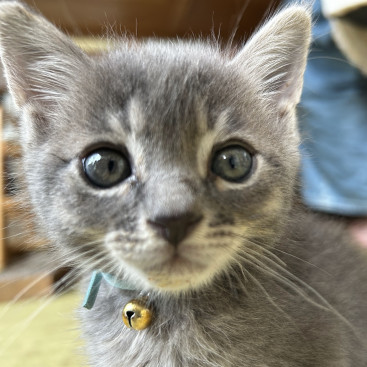 我が家に新顔が来ました!
生後1ヶ月くらいの男子です(=^・^=)