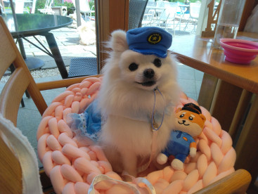 ワンコの安心安全は ミニチュカポリチュ（ミニスカポリス）の
める×２に まかちて👮