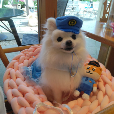 ワンコの安心安全は ミニチュカポリチュ（ミニスカポリス）の
める×２に まかちて👮