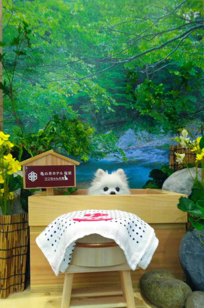 温泉旅館で 温泉気分♨
