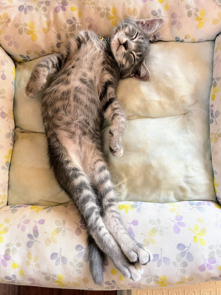 猫は本当に猫背なの？？

昨日の私の仕事中、机の横で爆睡テトさん（笑）