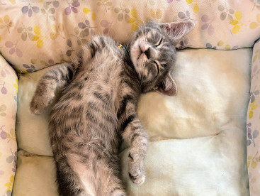 猫は本当に猫背なの？？

昨日の私の仕事中、机の横で爆睡テトさん（笑）