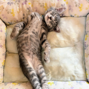 猫は本当に猫背なの？？

昨日の私の仕事中、机の横で爆睡テトさん（笑）