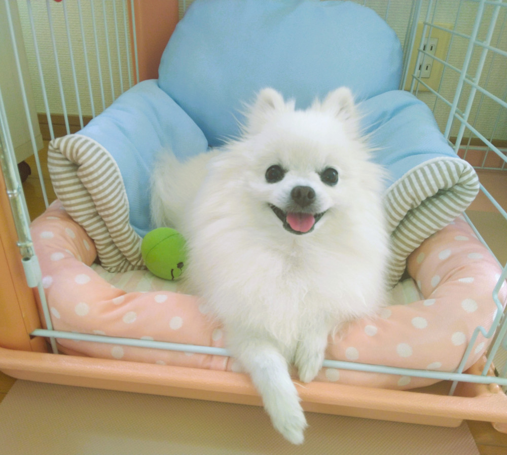 夏用ベッドを買ってもらいまちたの(*^▽^*)