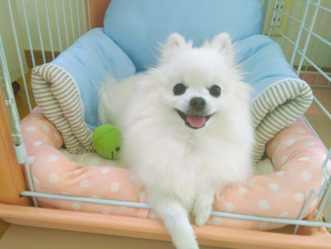 夏用ベッドを買ってもらいまちたの(*^▽^*)