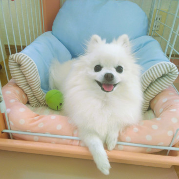 夏用ベッドを買ってもらいまちたの(*^▽^*)