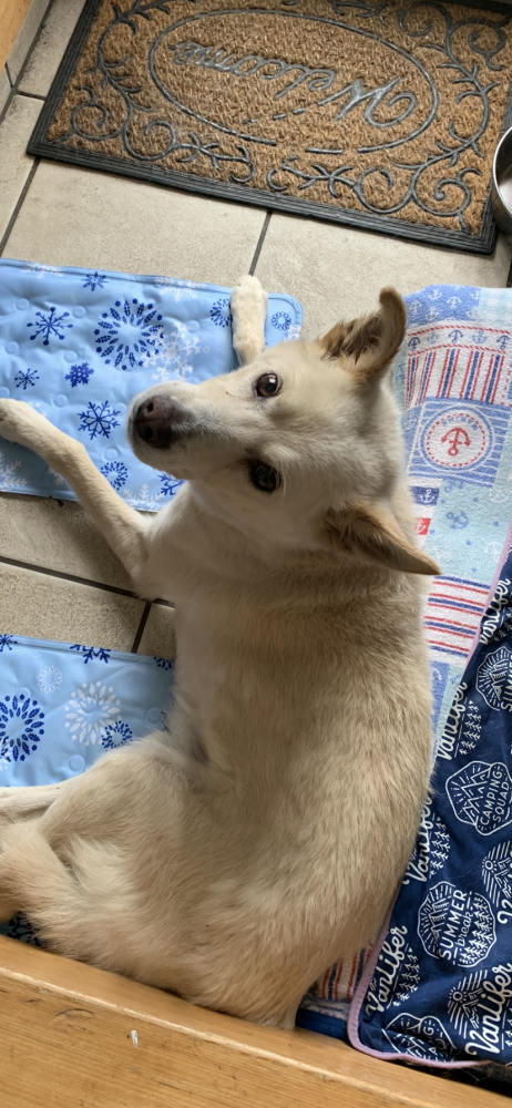 僕の寝床は気持ち良い🐶🍀🍀🍀🍀