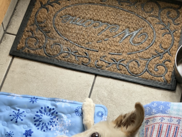 僕の寝床は気持ち良い🐶🍀🍀🍀🍀