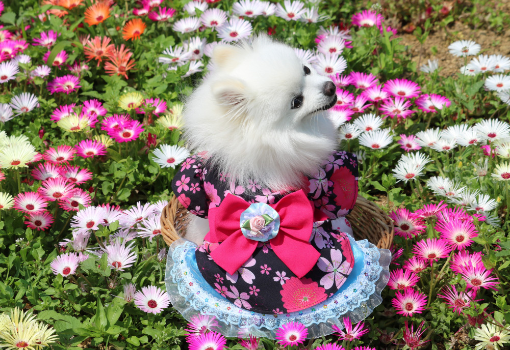 お花畑✿
男の子ワンは める×２に
いちころなのなの(^_-)-💕