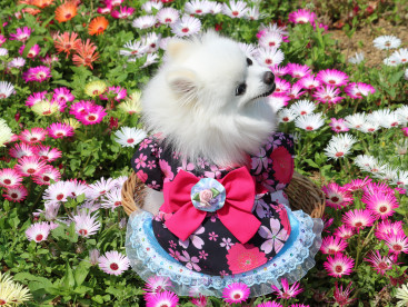 お花畑✿
男の子ワンは める×２に
いちころなのなの(^_-)-💕