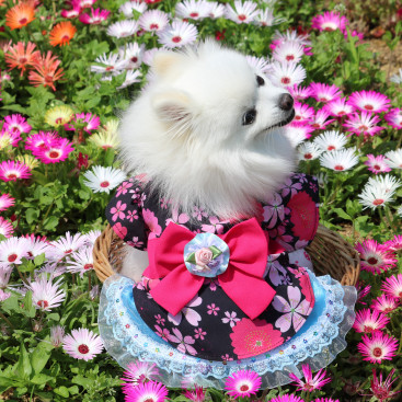 お花畑✿
男の子ワンは める×２に
いちころなのなの(^_-)-💕