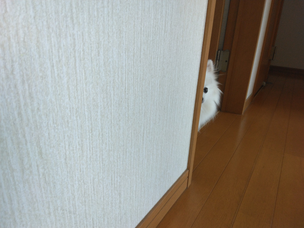 毎日…
誰かに見られているよぅな…
（by ママ）