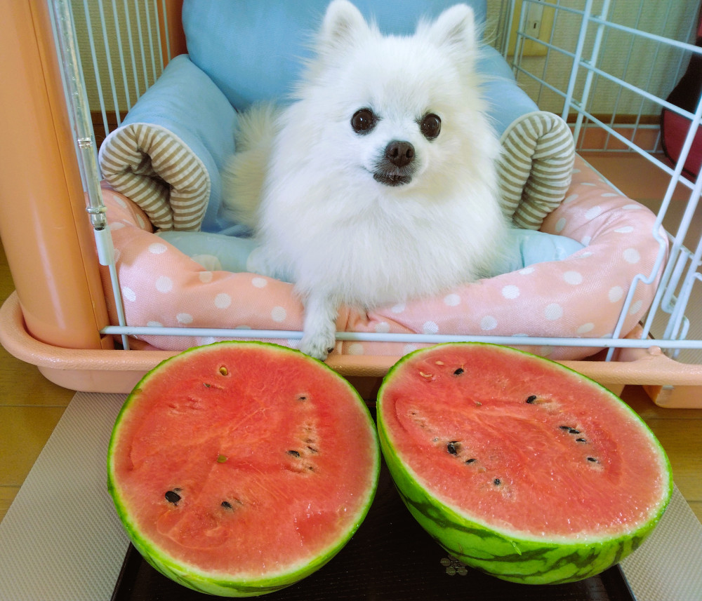なちゅ（夏）と言へば ちゅいか🍉でちゅのぉ～(*^▽^*)