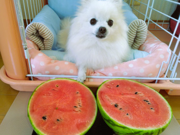 なちゅ（夏）と言へば ちゅいか🍉でちゅのぉ～(*^▽^*)