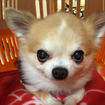 むーちゃん，僕も楽しい思い出いっぱいもらったよ🐶ありがとうございました🐶