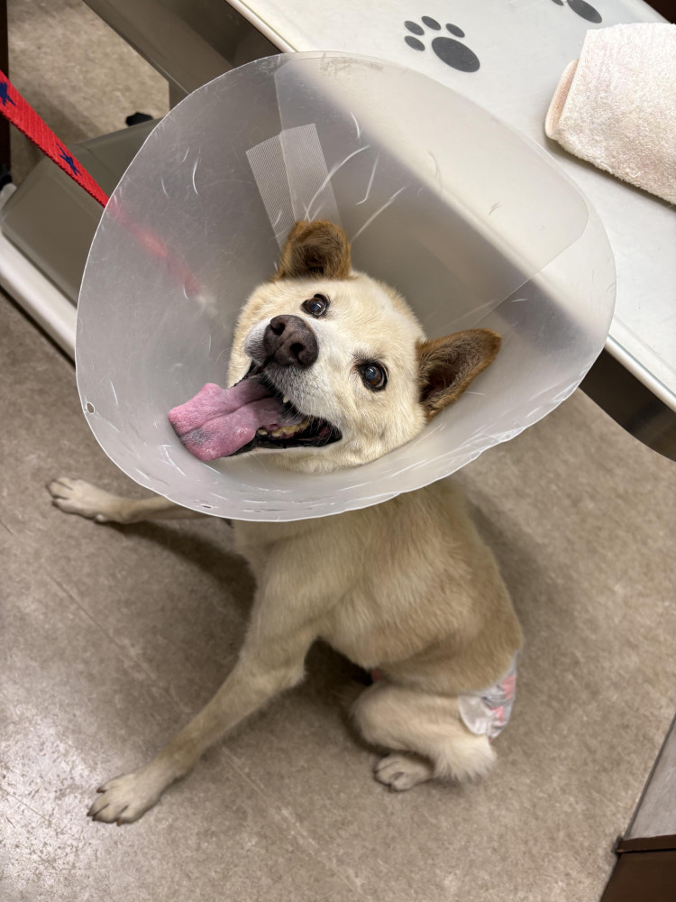 ぼく、クウは病院大嫌い🐶
誰か助けて!  いやだよ〜🐶🐶