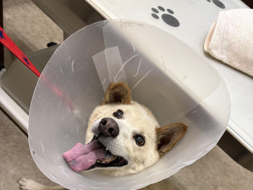 ぼく、クウは病院大嫌い🐶
誰か助けて!  いやだよ〜🐶🐶