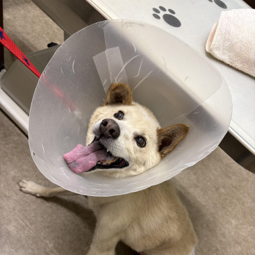 ぼく、クウは病院大嫌い🐶
誰か助けて!  いやだよ〜🐶🐶