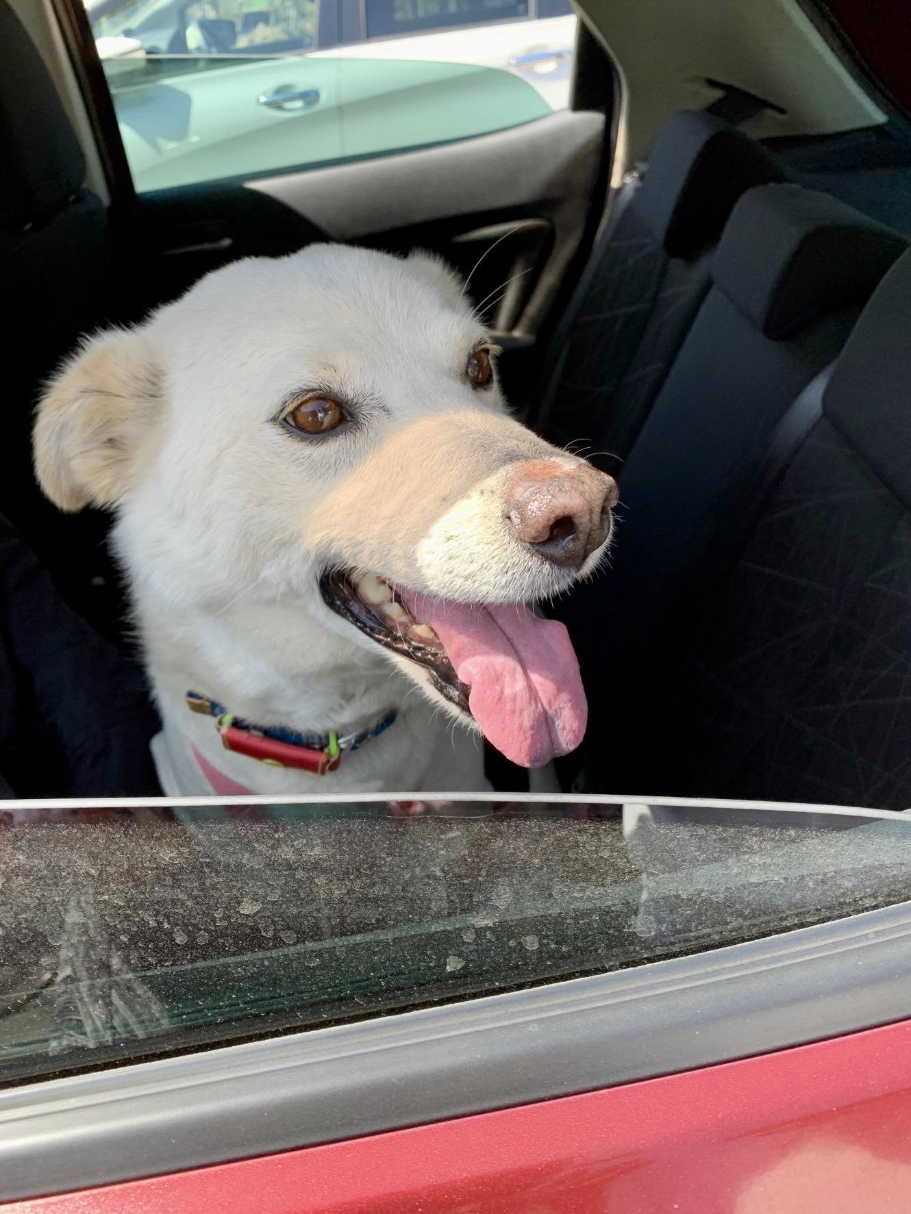 車苦手な僕。でもね今日はなんだか気分が良いんだ〜‼️