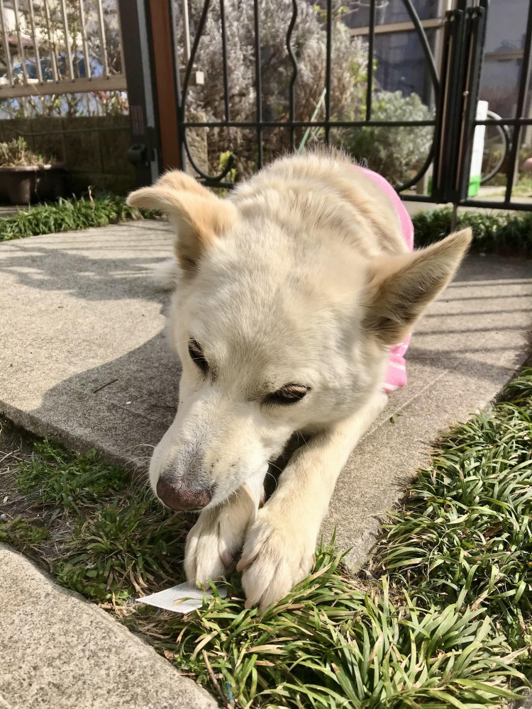 日向ぼっこのくうさん❤️❤️❤️❤️