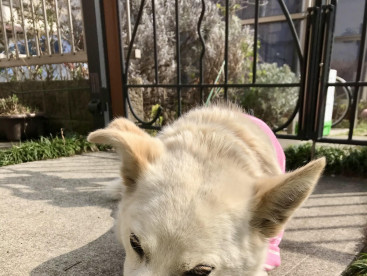 日向ぼっこのくうさん❤️❤️❤️❤️