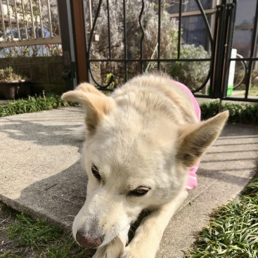 日向ぼっこのくうさん❤️❤️❤️❤️