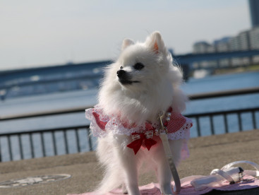 東京に お上りさんでちゅの⛵（春海橋公園）