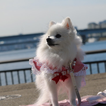 東京に お上りさんでちゅの⛵（春海橋公園）