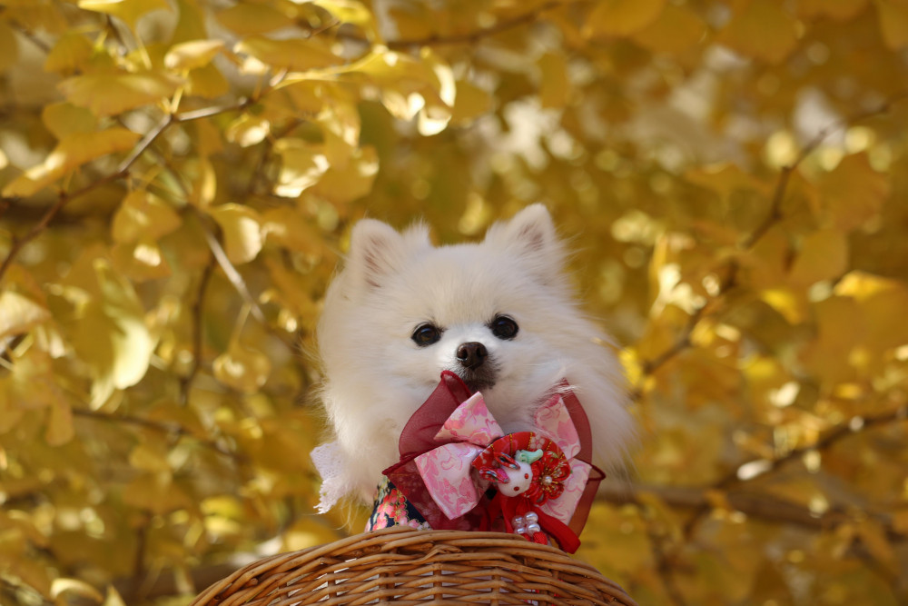 銀杏の黄色が キレイでちた(*^-^*)