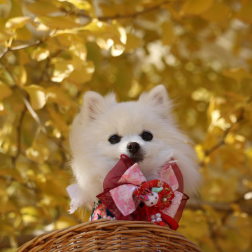 銀杏の黄色が キレイでちた(*^-^*)