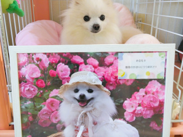 める×２
suminoie様のカレンダーで
9月を担当のなのなの💕