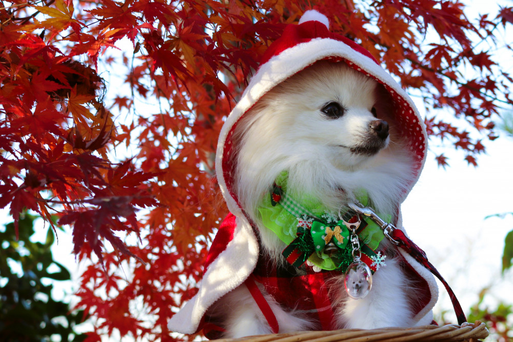 もうちゅぐ クリスマス🎄（サンタさん🎅待ち めるも）