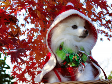 もうちゅぐ クリスマス🎄（サンタさん🎅待ち めるも）