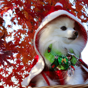もうちゅぐ クリスマス🎄（サンタさん🎅待ち めるも）