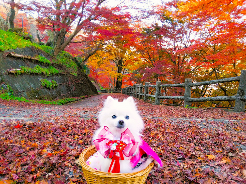 来年もよろしくお願いいたちまちゅ(^_-)-🎀