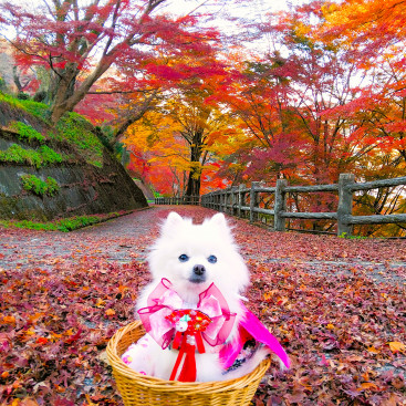 来年もよろしくお願いいたちまちゅ(^_-)-🎀