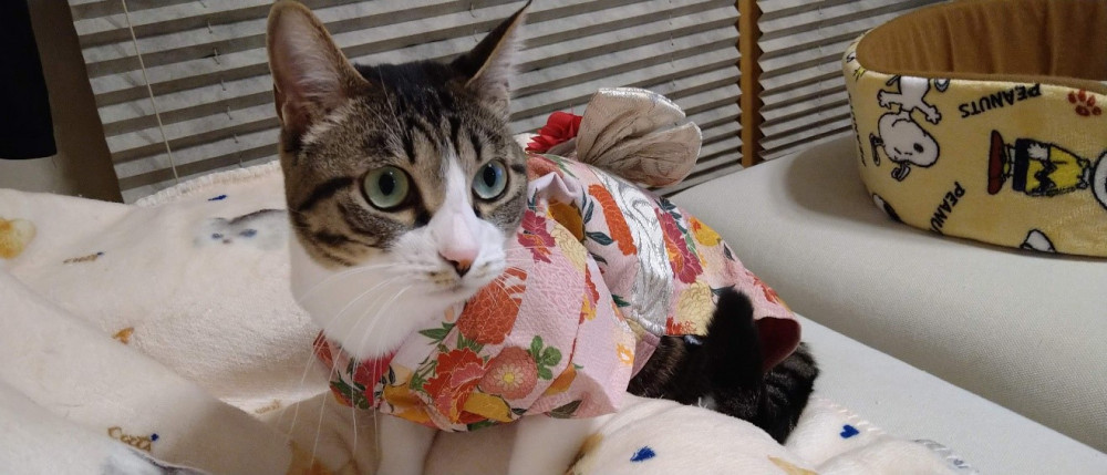 来年もよろしくおねがいしますニャ😸