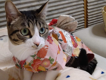 来年もよろしくおねがいしますニャ😸