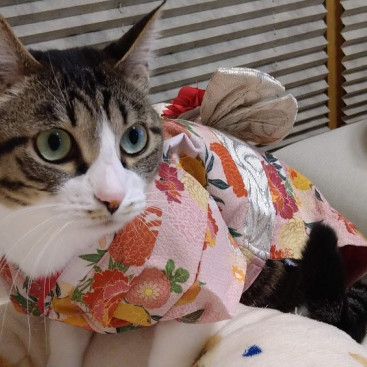 来年もよろしくおねがいしますニャ😸