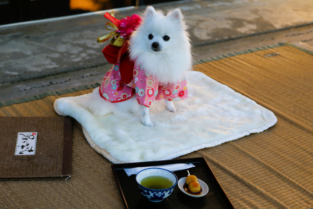 あけまちて おめでとうございまちゅ🎍
本年もよろちくお願いいたちまちゅ♡