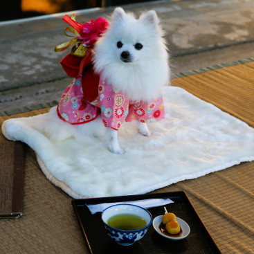 あけまちて おめでとうございまちゅ🎍
本年もよろちくお願いいたちまちゅ♡